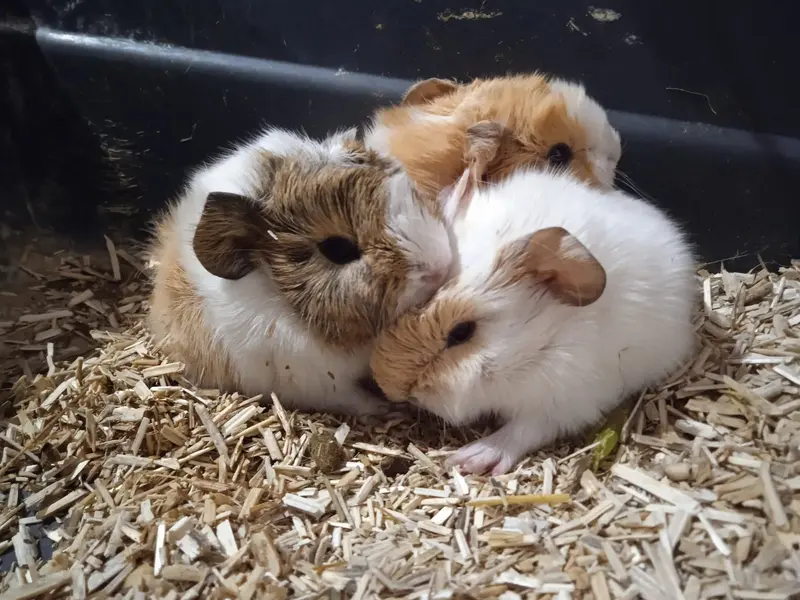 Photo de bébés cochons d'Inde, crédit association Bulle