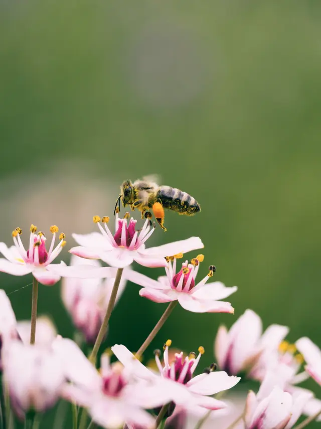 Le Cese (Conseil économique social et environnemental)